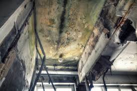 Mold Documentation for Insurance Claims in Beverly, OH